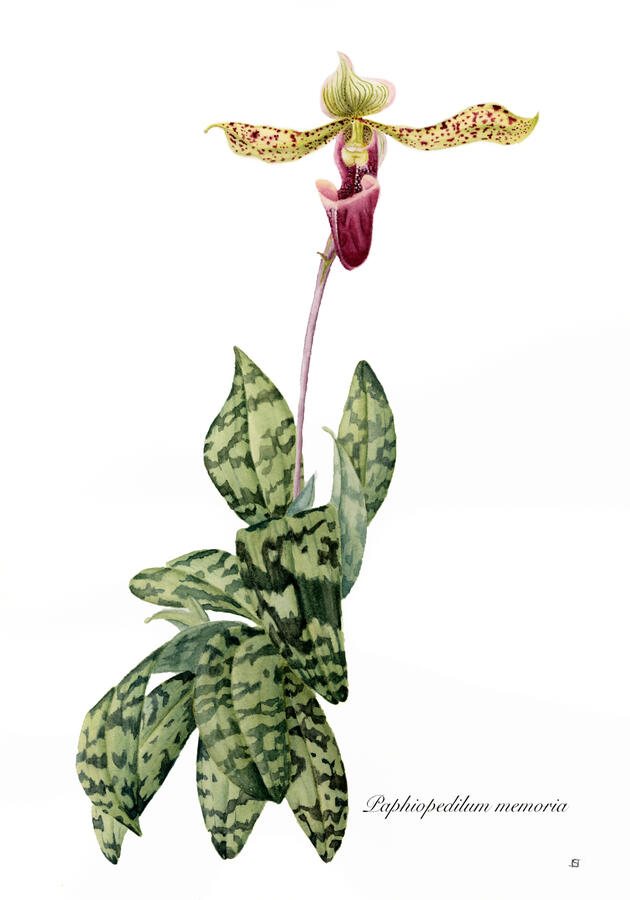 Lady-Slipper Orchid - Watercolor
