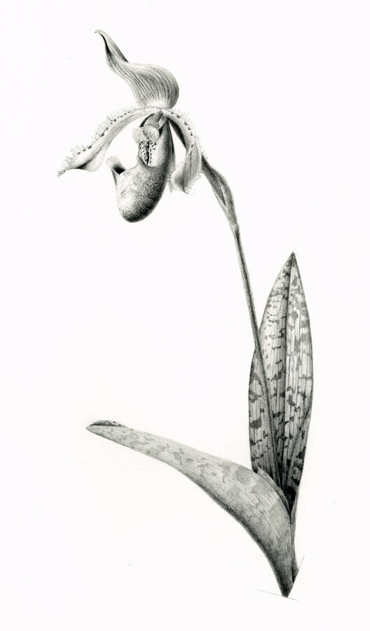Lady-Slipper Orchid - Graphite