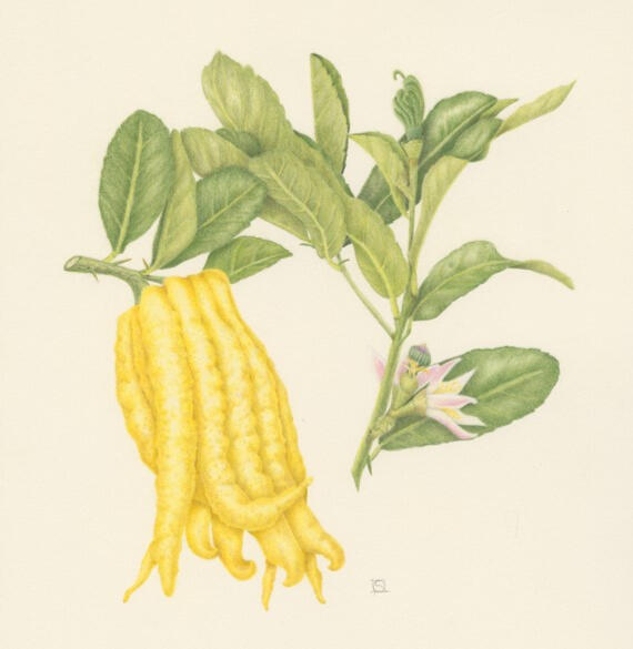 Buddha&#39;s Hand Citrus - Watercolor